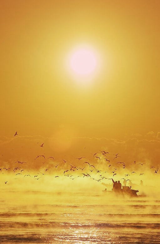 Golden Geese
