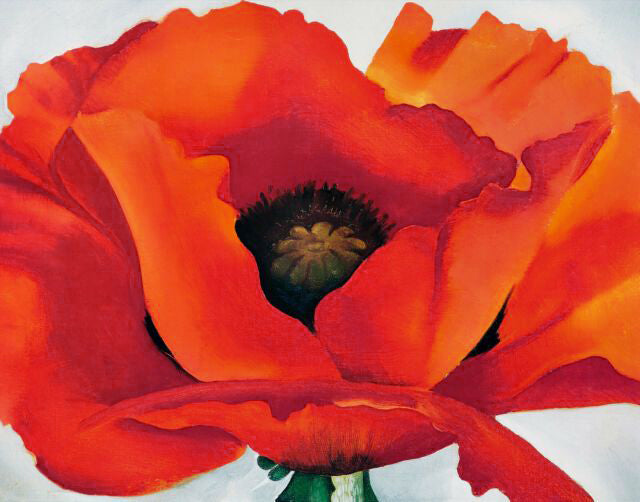 Red Poppy