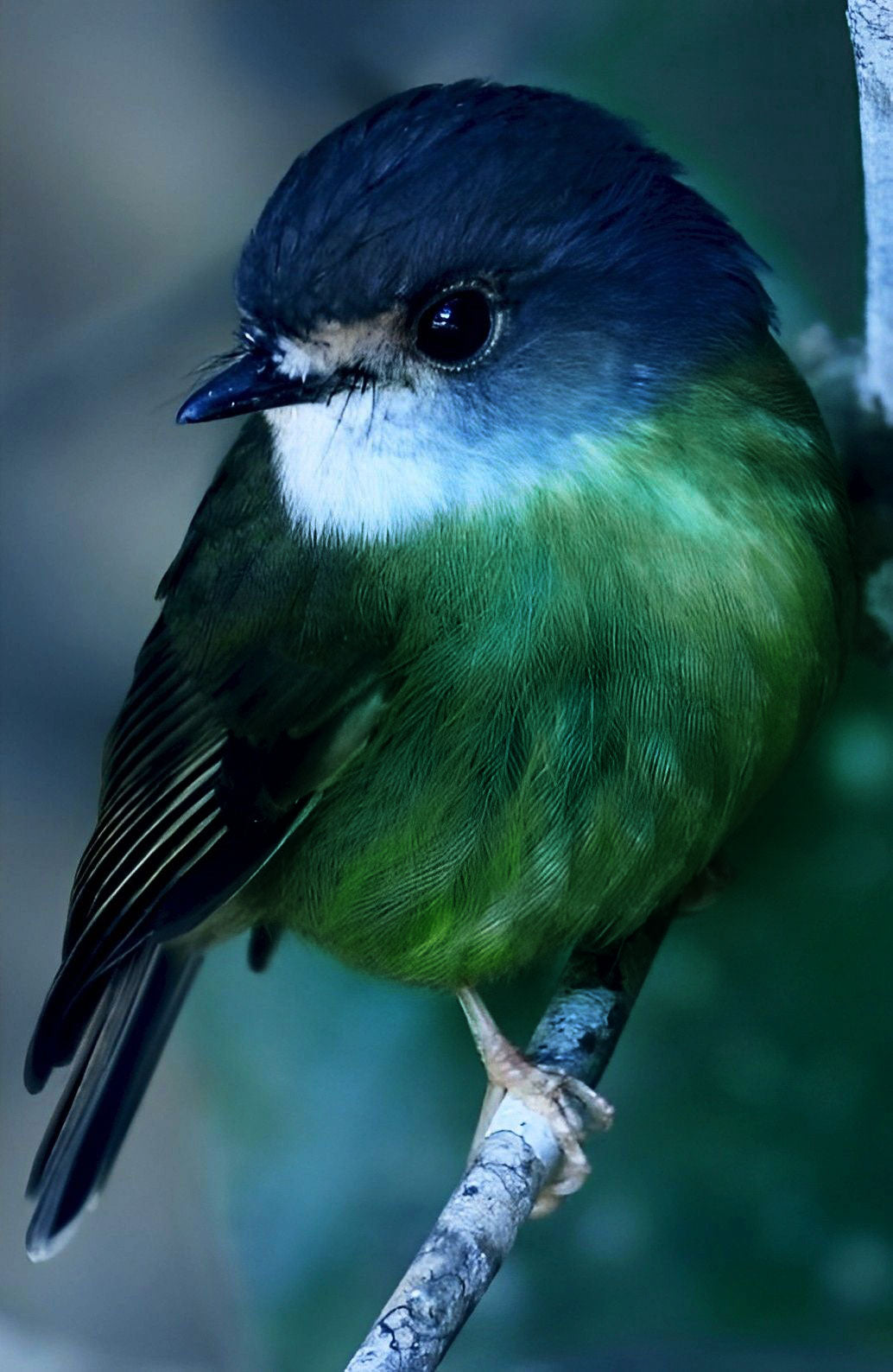The Littlest Bird