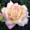 The Peace Rose <br>extra fine DK silky merino