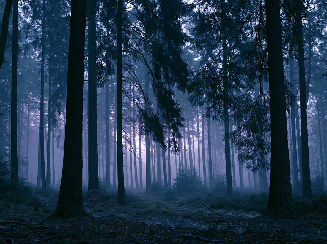 Amongst the Pines