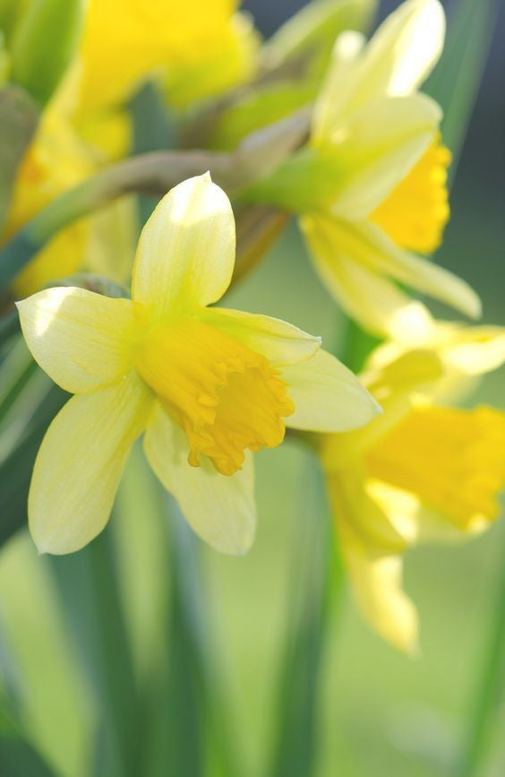 Daffodil Petals