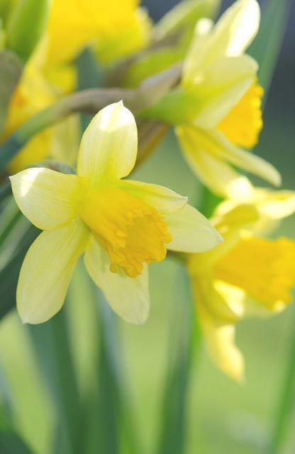 Daffodil Petals