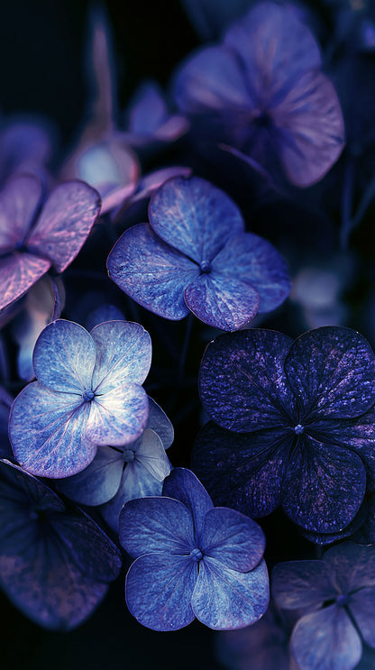 Deeply Darkly Hydrangea