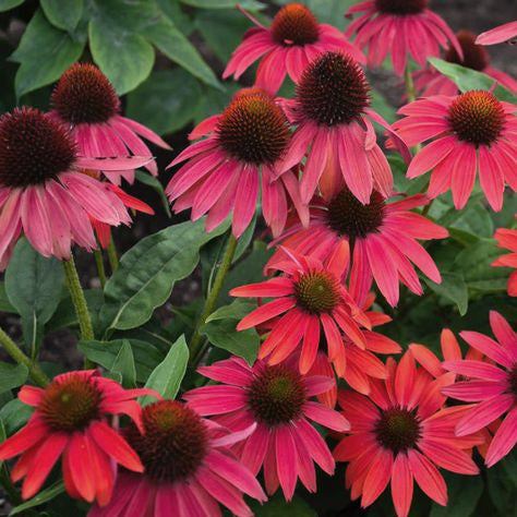 Echinacea