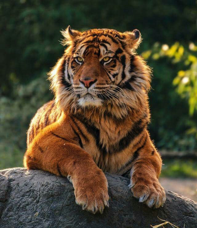 Eye of the Tiger