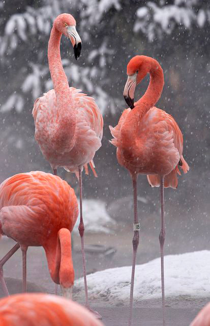 Flamingos in the Snow