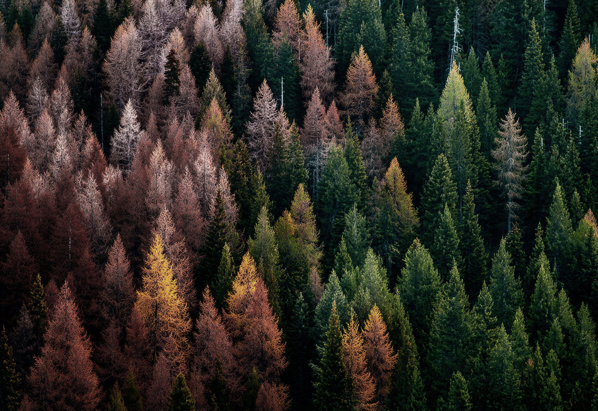 Forest for the Trees