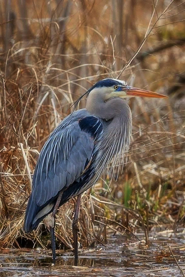 The Great Blue Heron