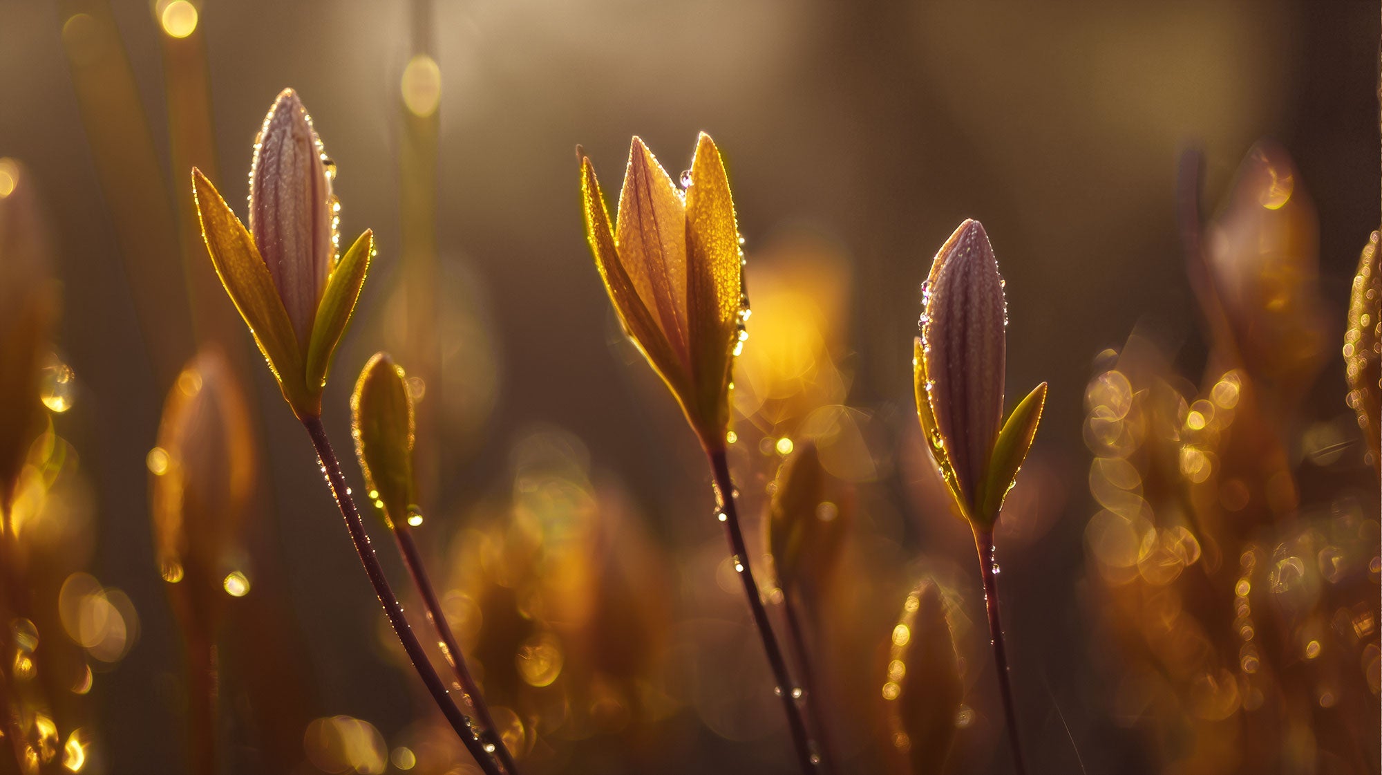 Growth