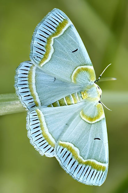 Iotaphora Admirabilis