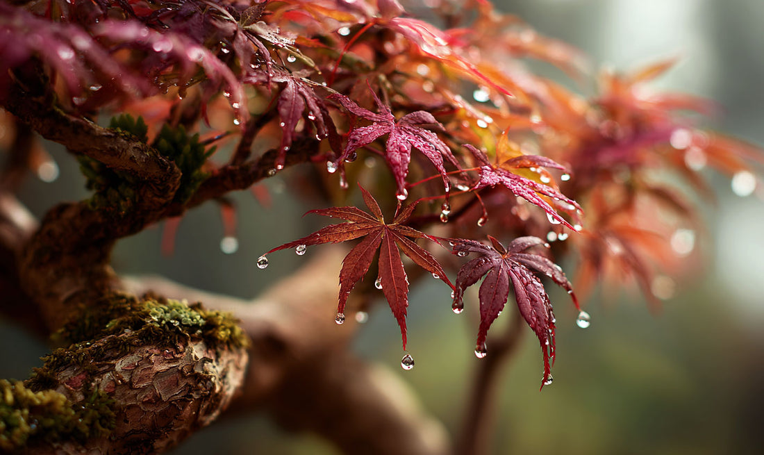 Japanese Maple