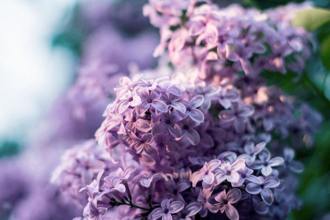 Lilacs and the Deep Blue Sky