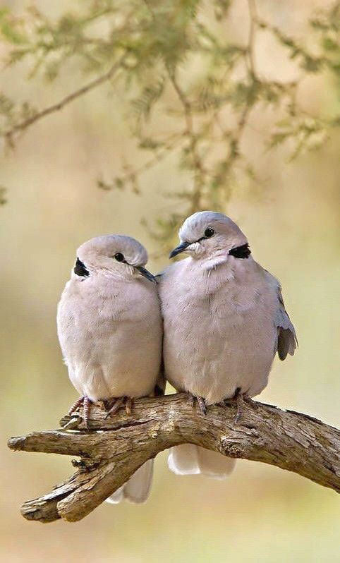 Morning Doves