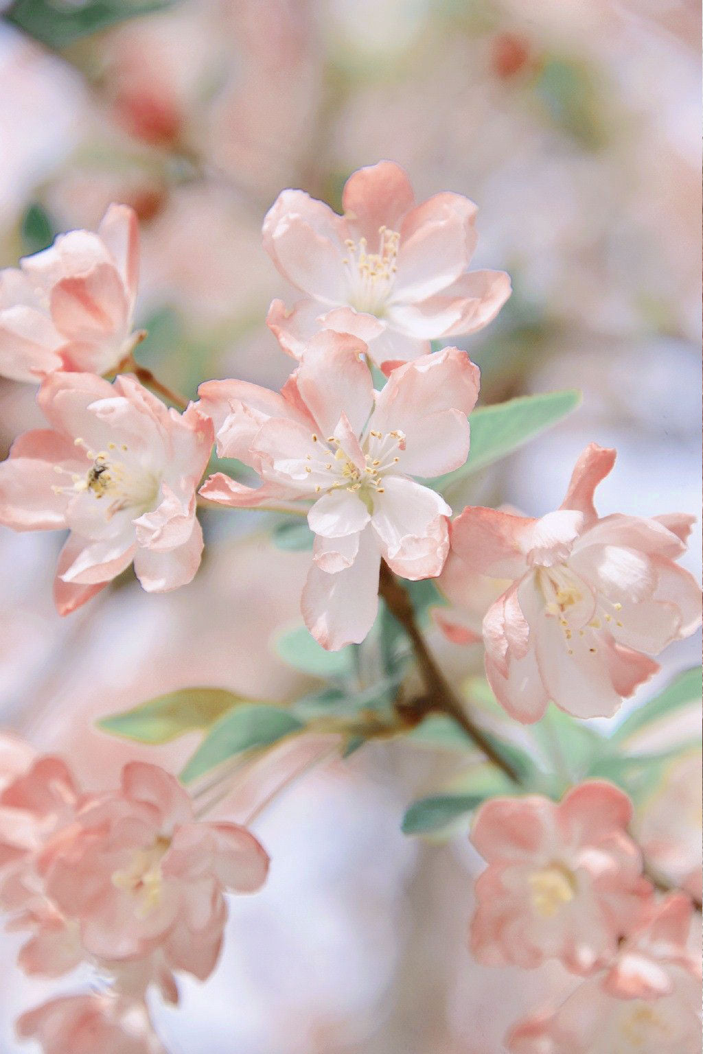 Peach Blossom