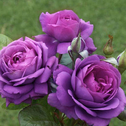 Plum Perfect