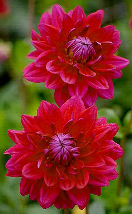Super Duper Dahlia