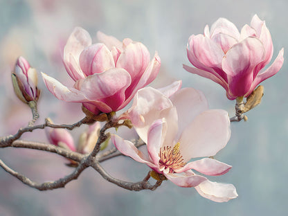 Sweet Magnolia