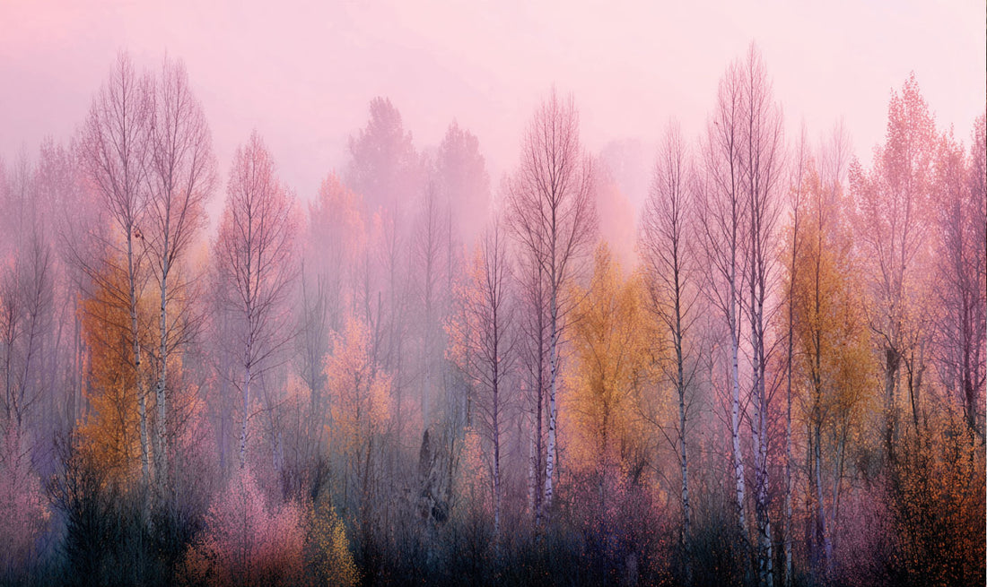 Autumn Woods
