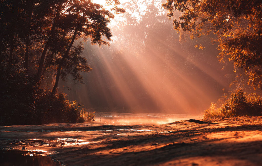 The Light of Autumn