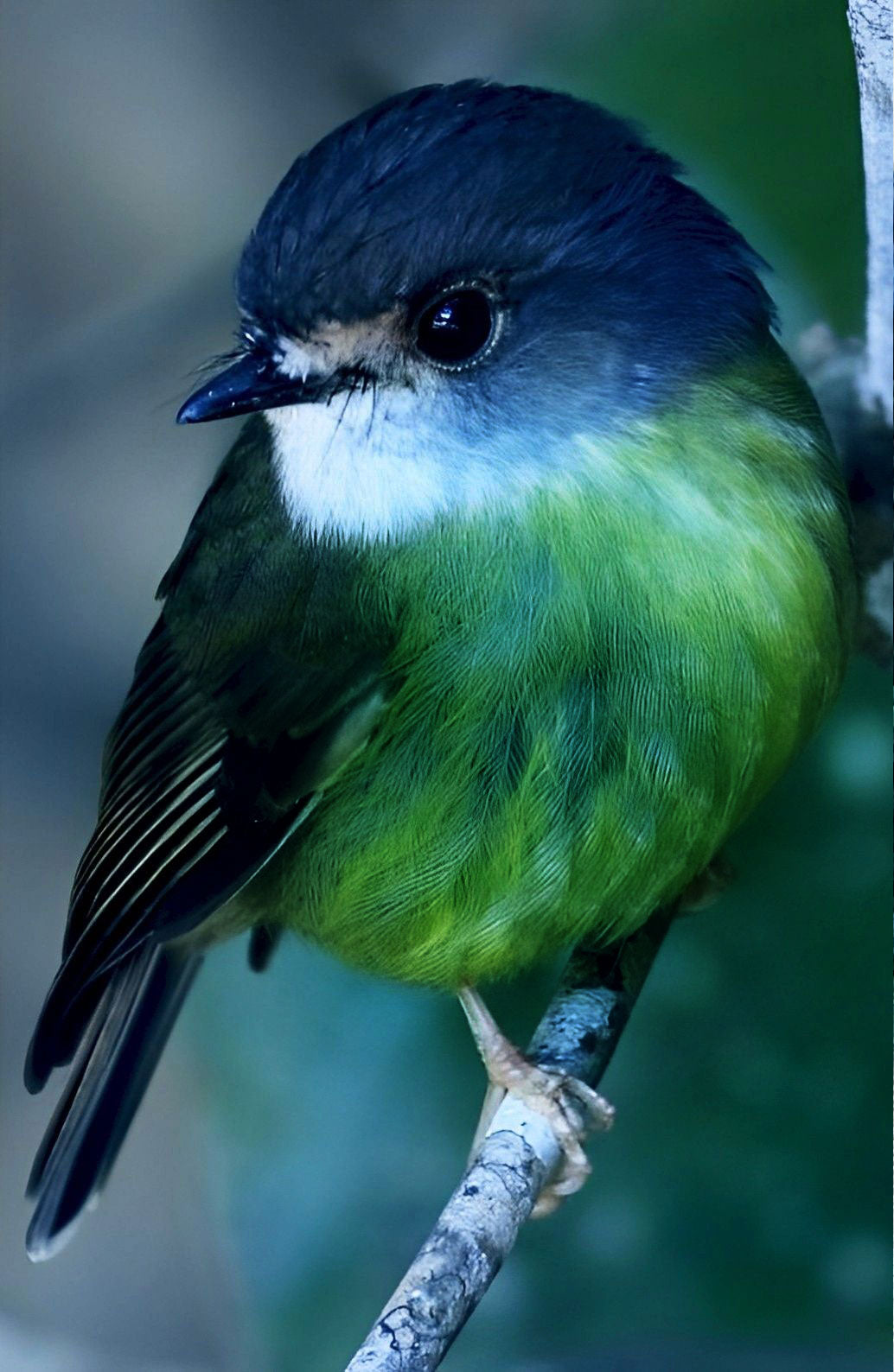 The Littlest Birds Sing the Prettiest Songs