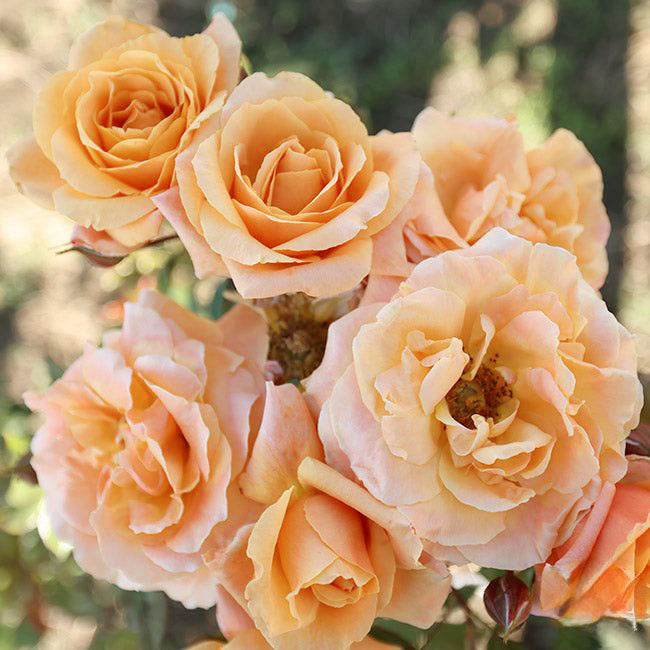 The Secret Life of Roses