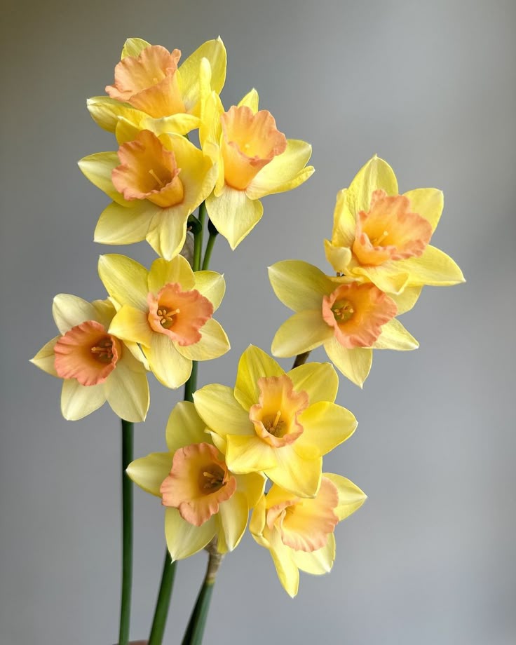 The Sunshine of Spring