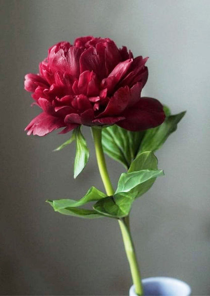 The Velvet Peony