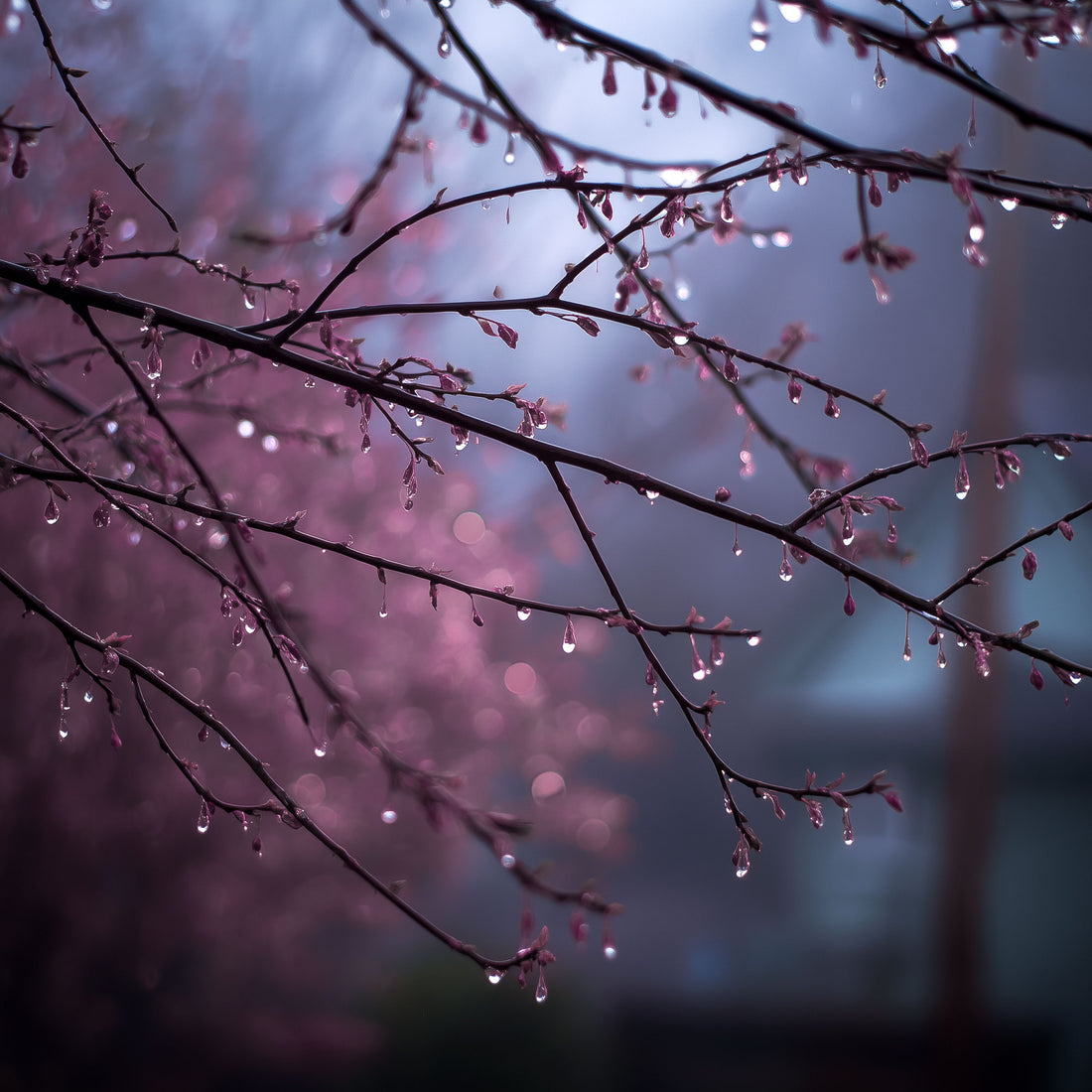 Twilight&