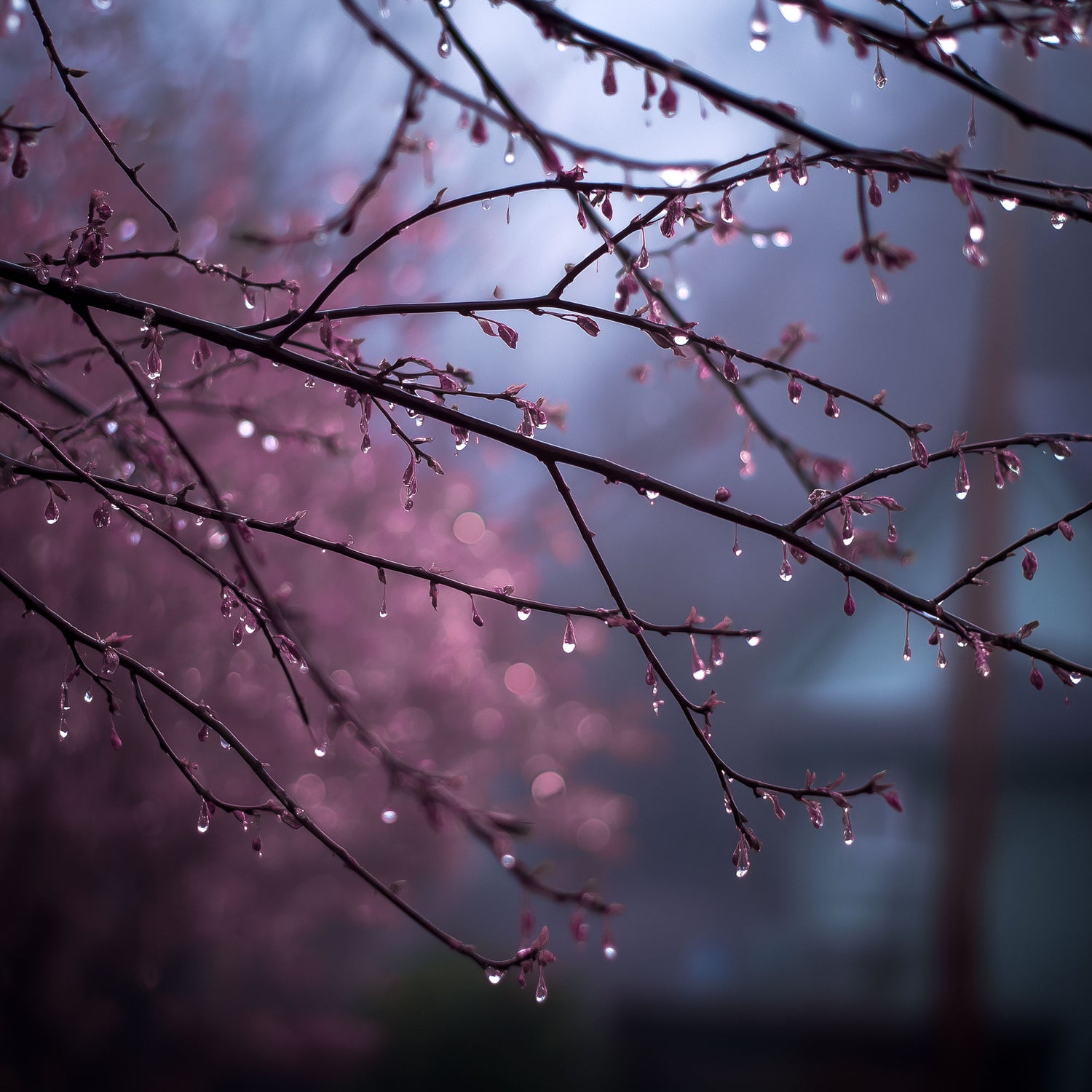 Twilight&